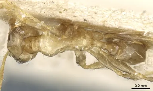 Pheidole philippi specimen CASENT0904221 image casent0904221_1