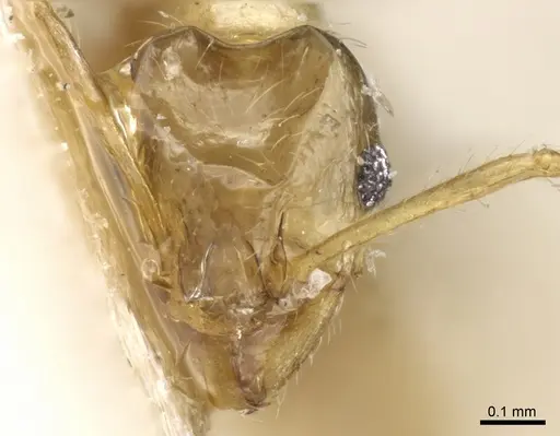 Pheidole philippi specimen CASENT0904221 image casent0904221_2