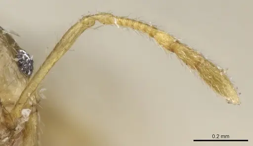 Pheidole philippi specimen CASENT0904221 image casent0904221_3