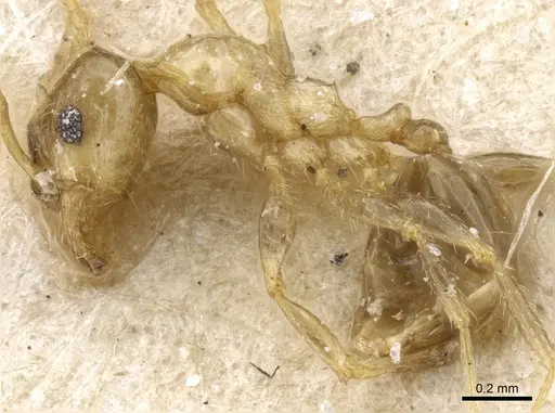 Pheidole philippi specimen CASENT0904221 image casent0904221_4