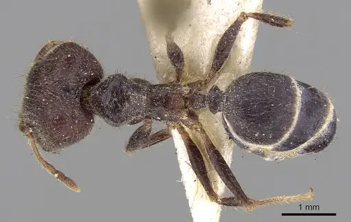 Pheidole phipsoni specimen CASENT0281680 image casent0281680_1