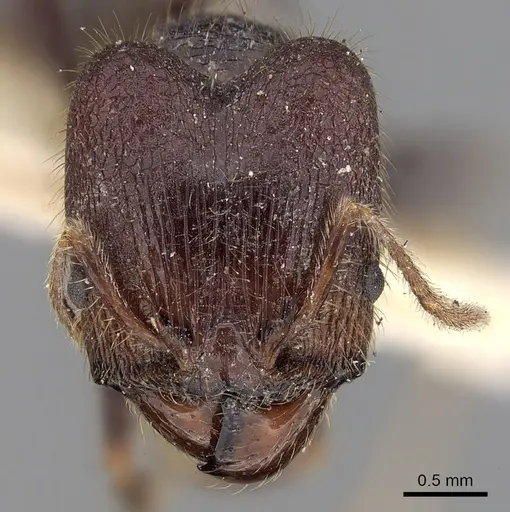 Pheidole phipsoni specimen CASENT0281680 image casent0281680_2