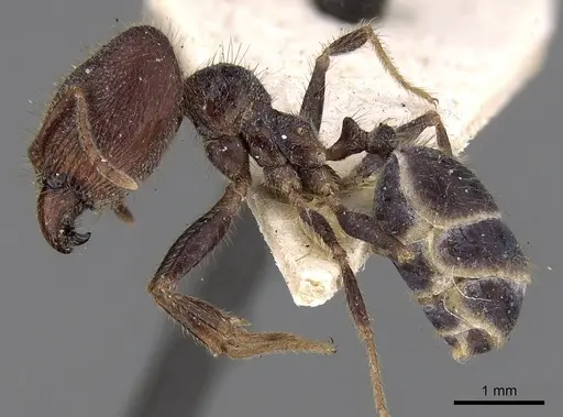 Pheidole phipsoni specimen CASENT0281680 image casent0281680_3
