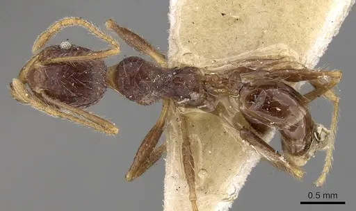 Pheidole phipsoni specimen CASENT0281681 image casent0281681_1