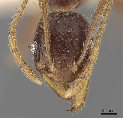 Pheidole phipsoni specimen CASENT0281681 image casent0281681_2