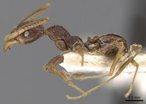 Pheidole phipsoni specimen CASENT0281681 image casent0281681_3