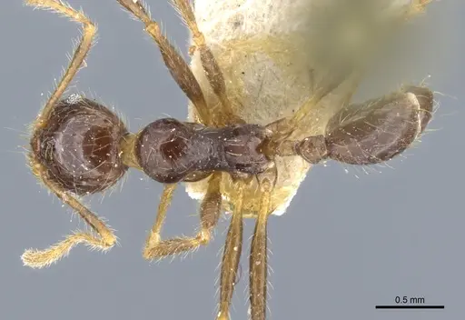 Pheidole phipsoni specimen CASENT0904273 image casent0904273_1