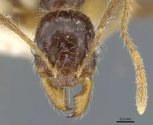Pheidole phipsoni specimen CASENT0904273 image casent0904273_2