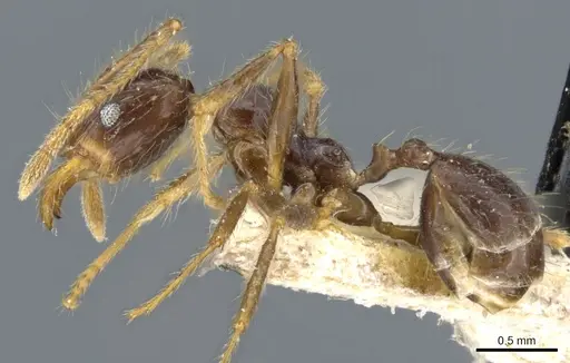 Pheidole phipsoni specimen CASENT0904273 image casent0904273_3