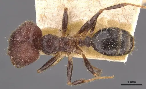 Pheidole phipsoni specimen CASENT0907933 image casent0907933_1