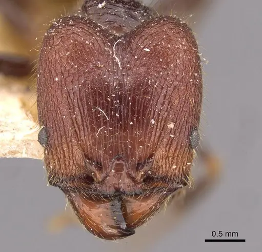 Pheidole phipsoni specimen CASENT0907933 image casent0907933_2