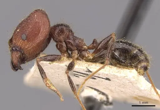 Pheidole phipsoni specimen CASENT0907933 image casent0907933_3
