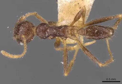Pheidole phipsoni specimen CASENT0907934 image casent0907934_1