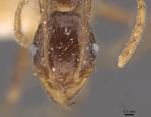 Pheidole phipsoni specimen CASENT0907934 image casent0907934_2