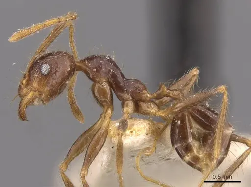 Pheidole phipsoni specimen CASENT0907934 image casent0907934_3