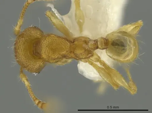 Pheidole pholeops specimen CASENT0645853 image casent0645853_1