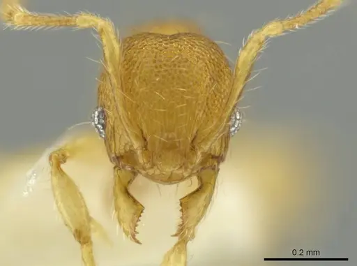 Pheidole pholeops specimen CASENT0645853 image casent0645853_2