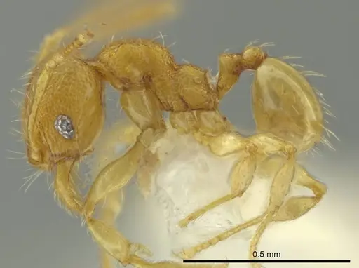 Pheidole pholeops specimen CASENT0645853 image casent0645853_3