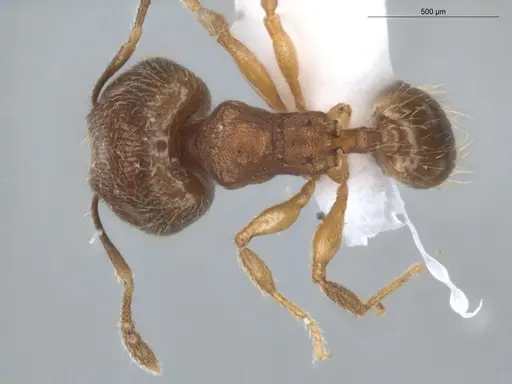 Pheidole pholeops specimen ECOFOG-CNI20-0062-11-S image ecofog-cni20-0062-11-s_1