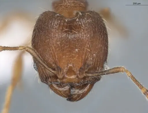 Pheidole pholeops specimen ECOFOG-CNI20-0062-11-S image ecofog-cni20-0062-11-s_2
