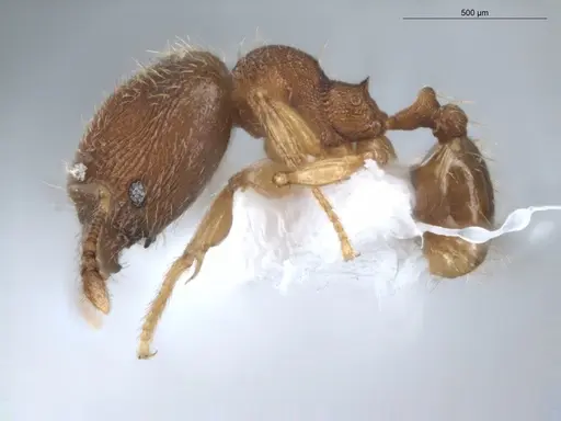 Pheidole pholeops specimen ECOFOG-CNI20-0062-11-S image ecofog-cni20-0062-11-s_3