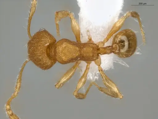Pheidole pholeops specimen ECOFOG-MI15-0084-72 image ecofog-mi15-0084-72_1