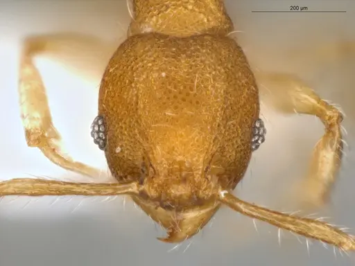 Pheidole pholeops specimen ECOFOG-MI15-0084-72 image ecofog-mi15-0084-72_2