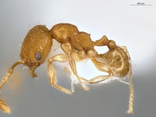 Pheidole pholeops specimen ECOFOG-MI15-0084-72 image ecofog-mi15-0084-72_3