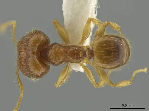Pheidole pholeops specimen JTLC000016493 image jtlc000016493_1