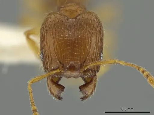 Pheidole pholeops specimen JTLC000016493 image jtlc000016493_2