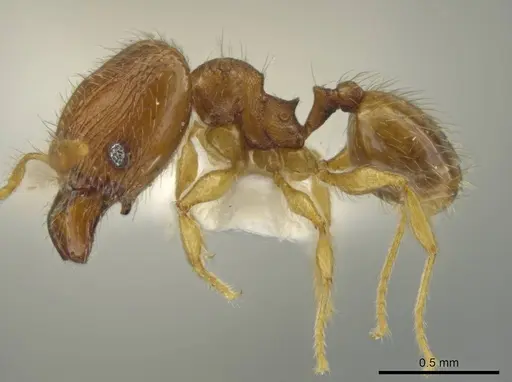 Pheidole pholeops specimen JTLC000016493 image jtlc000016493_3