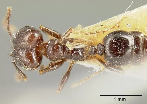Pheidole piceonigra specimen CASENT0601283 image casent0601283_1
