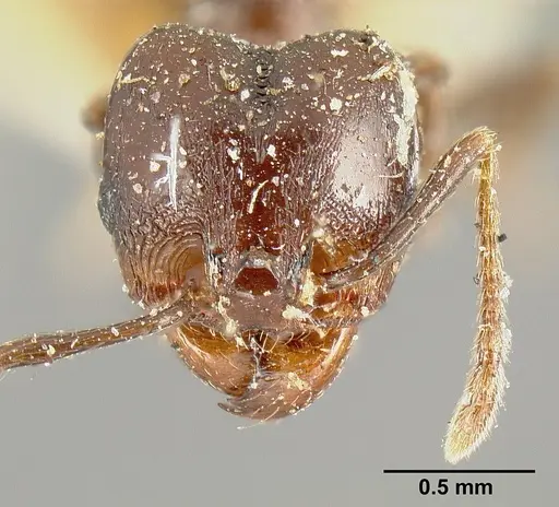 Pheidole piceonigra specimen CASENT0601283 image casent0601283_2
