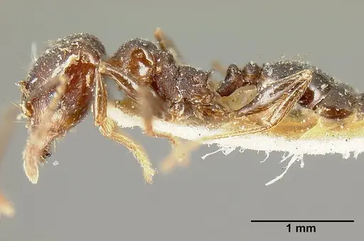 Pheidole piceonigra specimen CASENT0601283 image casent0601283_4