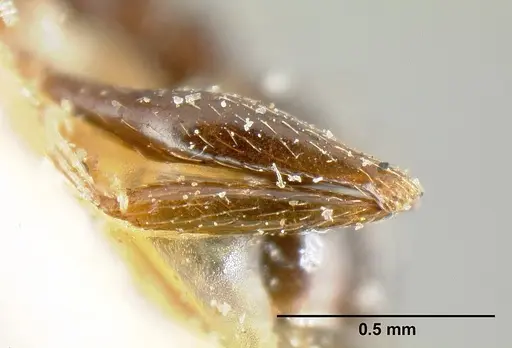 Pheidole piceonigra specimen CASENT0601283 image casent0601283_5