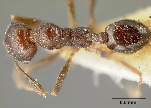 Pheidole piceonigra specimen CASENT0601284 image casent0601284_1