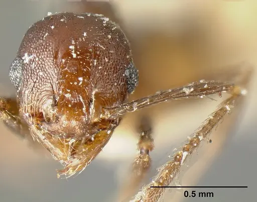 Pheidole piceonigra specimen CASENT0601284 image casent0601284_2