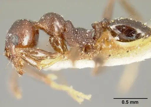 Pheidole piceonigra specimen CASENT0601284 image casent0601284_3