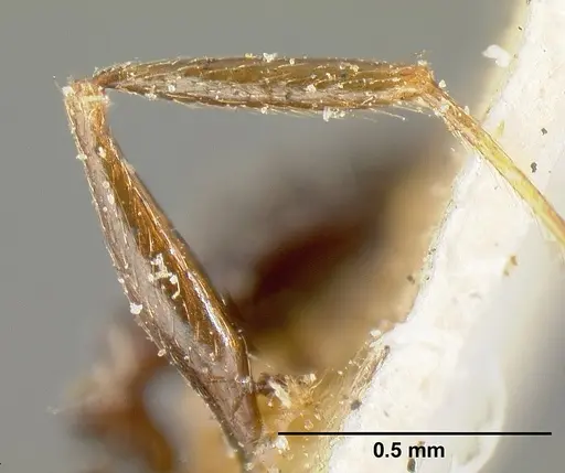 Pheidole piceonigra specimen CASENT0601284 image casent0601284_4