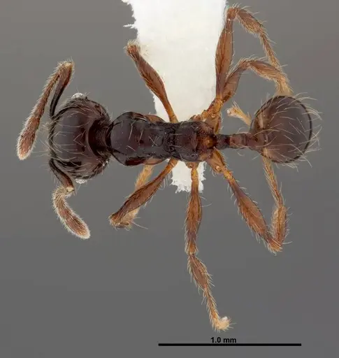 Pheidole picobarva specimen CASENT0610043 image casent0610043_1