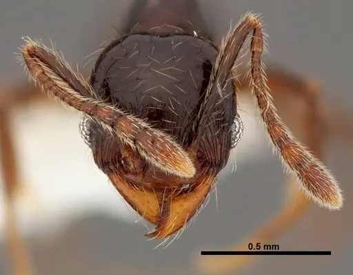 Pheidole picobarva specimen CASENT0610043 image casent0610043_2
