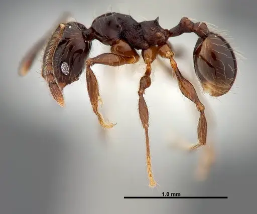 Pheidole picobarva specimen CASENT0610043 image casent0610043_3