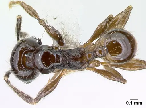 Pheidole picobarva specimen CASENT0610055 image casent0610055_1
