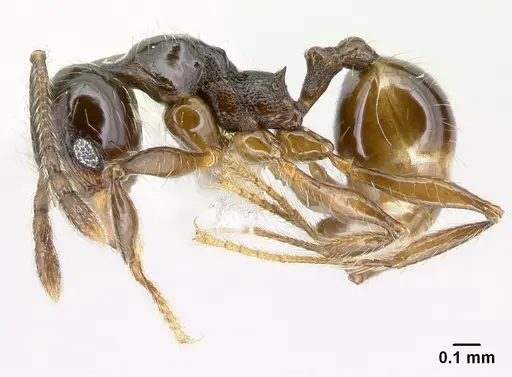 Pheidole picobarva specimen CASENT0610055 image casent0610055_3