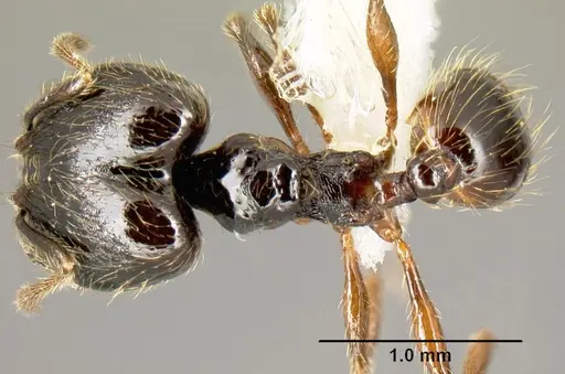Pheidole picobarva specimen CASENT0610059 image casent0610059_1