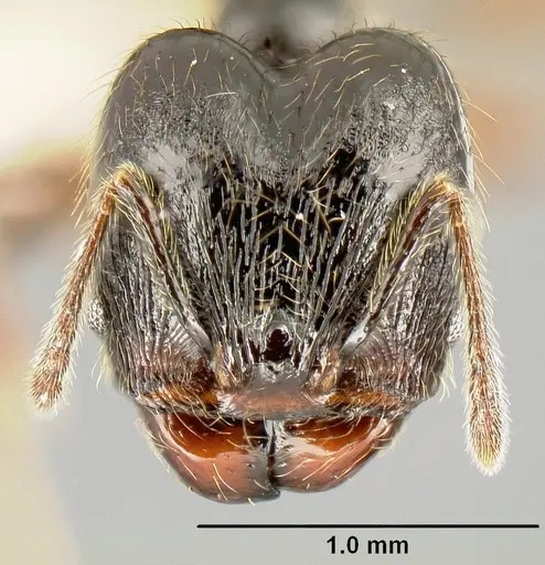 Pheidole picobarva specimen CASENT0610059 image casent0610059_2