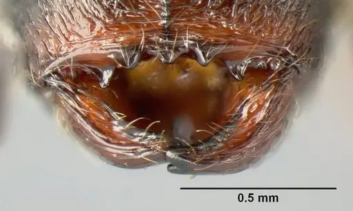 Pheidole picobarva specimen CASENT0610059 image casent0610059_3