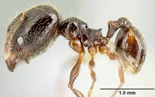 Pheidole picobarva specimen CASENT0610059 image casent0610059_4