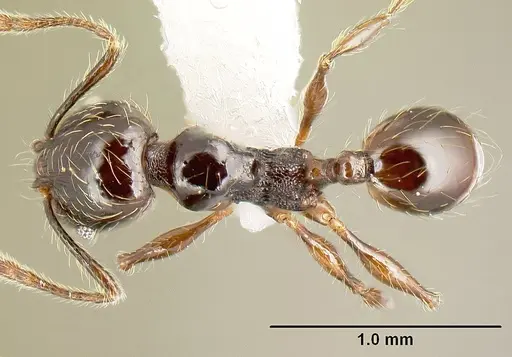 Pheidole picobarva specimen CASENT0610060 image casent0610060_1