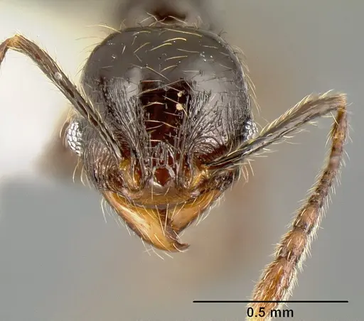 Pheidole picobarva specimen CASENT0610060 image casent0610060_2